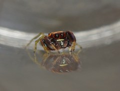 Nilakantha peckhami