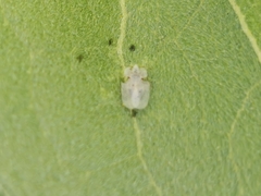 Corythucha immaculata