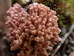 Ramaria botrytoides