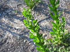Helenium microcephalum