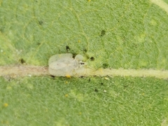 Corythucha immaculata