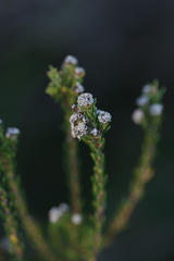 Phylica ericoides ericoides