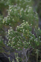 Phylica ericoides ericoides