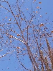 Cochlospermum vitifolium