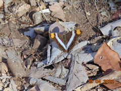 Adelpha fessonia