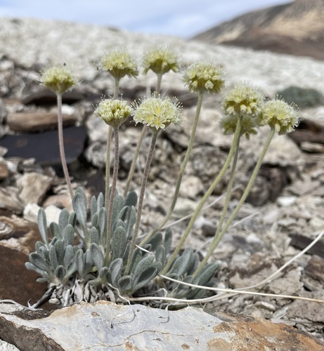 Image of Tiehm's Buckwheat (Eriogonum tiehmii) by (c) Matt Berger, some rights reserved (CC BY)