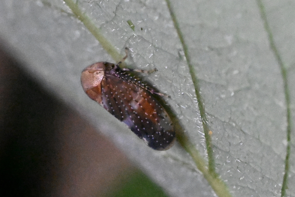 Pedionis