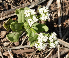 Valerianella amarella