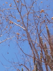 Cochlospermum vitifolium