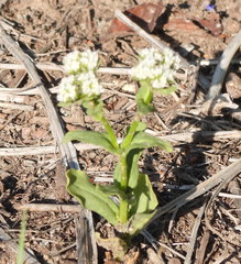 Valerianella amarella