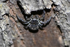 Bassaniana decorata