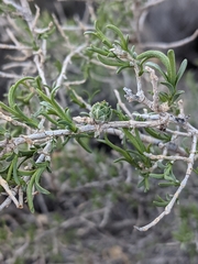 Halodiplosis sarcobati