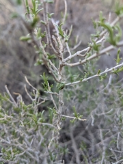 Halodiplosis sarcobati