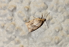 Argyrotaenia franciscana