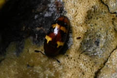 Microsternus tricolor