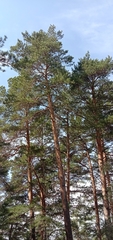 Pinus sylvestris