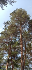Pinus sylvestris