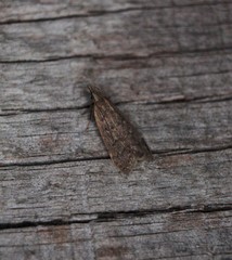 Dichomeris punctidiscellus