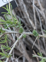 Halodiplosis sarcobati