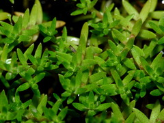 Crassula helmsii