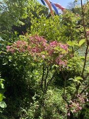 Weigela hortensis