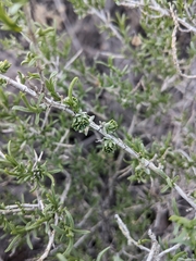 Halodiplosis sarcobati