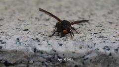 Orancistrocerus drewseni