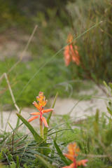 Lachenalia bulbifera