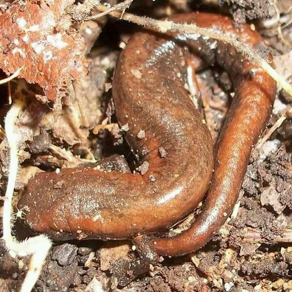 La Mucuy Salamander photo 2