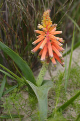 Lachenalia bulbifera