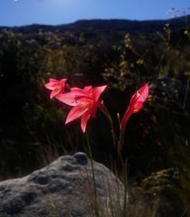 Gladiolus priorii