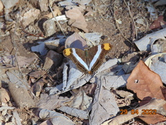 Adelpha fessonia