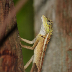 Calotes emma