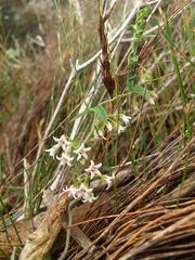 Astephanus triflorus