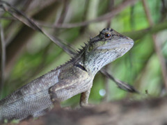 Calotes emma