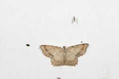 Calletaera basipuncta