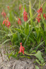 Lachenalia bulbifera