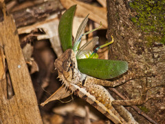 Calotes emma