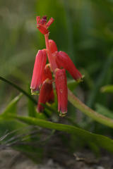 Lachenalia bulbifera