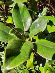 Brachyglottis elaeagnifolia