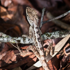 Calotes emma
