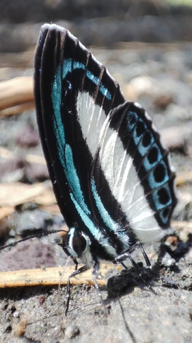 Photo of large green-banded blue (Danis danis)