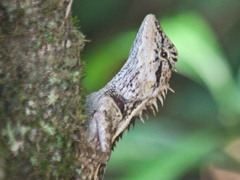 Calotes emma