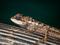 Calotes emma