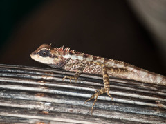 Calotes emma
