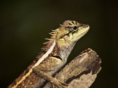 Calotes emma