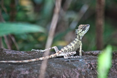 Calotes emma