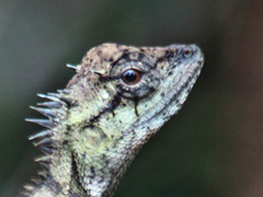 Calotes emma