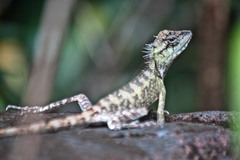Calotes emma