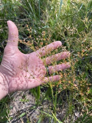 Juncus diffusissimus